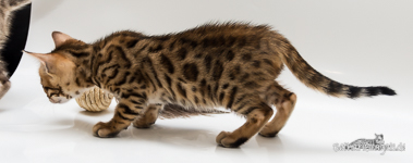 Bengalkatzen Sachsen